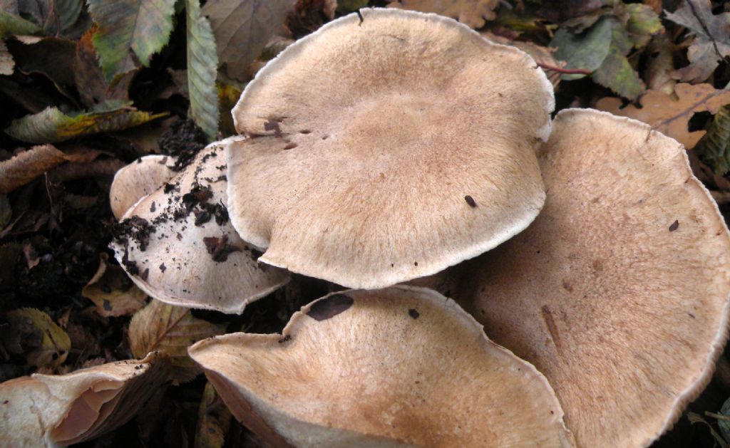 Fungo anonimo: forse un Entoloma?